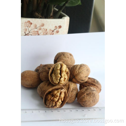 Walnut